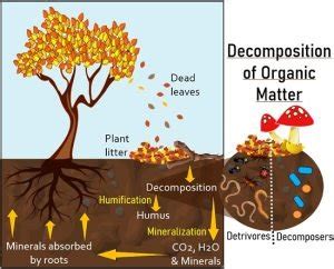 Organic Matter Decomposition .